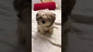 Maltese  Shih Tzu Puppy For Sale  3 Months Maltese Mix Shihtzu Puppy Dog from Kl Kuala [upl. by Gregory]