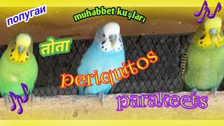 Disfrutar Escuchando el Canto de Periquitos 🦜 periquitos paraket aves [upl. by Anaujd]