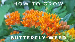 Complete Guide to Butterfly Weed  Grow and Care Asclepias tuberosa [upl. by Nona439]