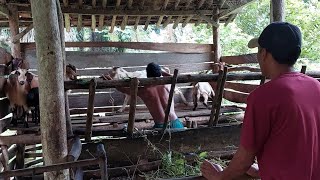 ngambila kambing yang suda di beli untuk kekahan nya apnan [upl. by Ramirol254]