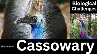 Cassowary [upl. by Azitram]