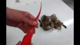 How to Peel and Devein Shrimp  Giovannis Fish Market [upl. by Allerie293]