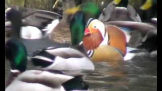 mandarin duck 2011wmv [upl. by Sinaj800]