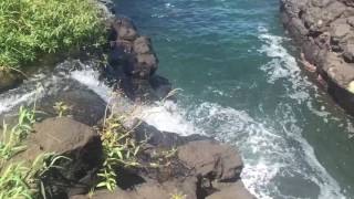 Hiking the trail to Queens Bath Hanalei Kauai Hawaii [upl. by Travis]