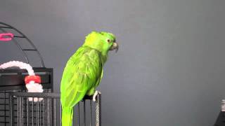 Amazon Parrot Sings You Are My Sunshine [upl. by Eneleuqcaj]