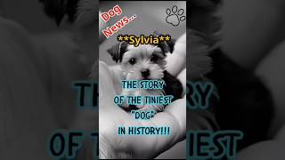 The story of the tiniest dog in history 🐕 doglovers dog puppy animals [upl. by Leonardi]