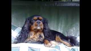 Cavalier King Charles Spaniel Age 2yrs [upl. by Calendra396]