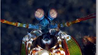 Facts The Mantis Shrimp [upl. by Araihc]