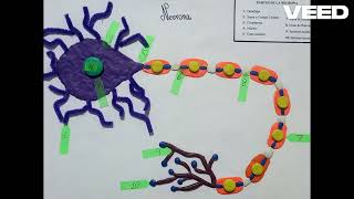 Impulso Nervioso  Grupo 4  Biopsiciología [upl. by Strickland]