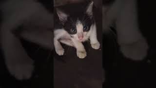 Cute cat video video shorts [upl. by Osrick]