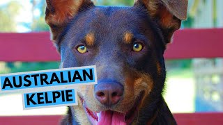 Australian Kelpie  TOP 10 Interesting Facts [upl. by Hsekin368]