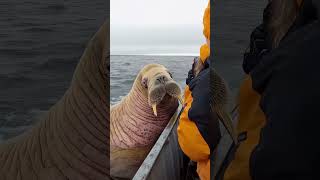 Giant Sea Monsters Caught by Fishermen 🐙🎣GiantSeaCreatures FishingDiscoveries OceanMysteries [upl. by Eldwin142]