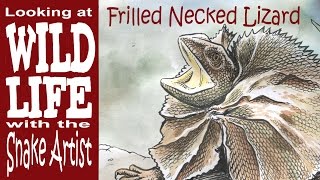 Frilled Neck Lizard [upl. by Wrench]