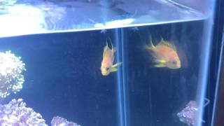 Borbonious Anthias aka Blotchy Anthias My Experience [upl. by Noraf]