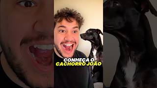 o cachorro joão livedobrino humor [upl. by Arela53]