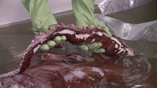 Colossal Squid Examination Highlights [upl. by Eudosia]