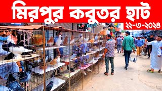 মিরপুর কবুতর হাট ২২৩২০২৪  kobutor hat 2024  pigeon market in bangladesh  Mirpur kobutor hat [upl. by Collis]