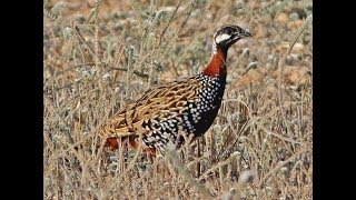 Black Francolin  Francolinus francolinus  Φραγκολίνα  Cyprus [upl. by Aruam309]