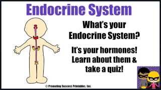 Endocrine System [upl. by Atinus309]