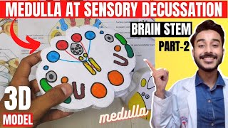 ts of medulla oblongata at sensory decussation  brainstem anatomy 3d  medulla oblongata anatomy [upl. by Callas]