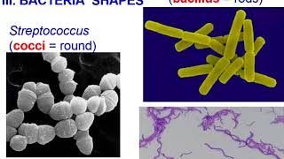 Bacteria Archaea vs Eubacteria Theme 4 Topic 2 [upl. by Zumwalt]