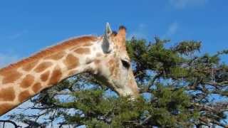 Giraffe feeding on Acacia Tree  Filmed by Greg Morgan [upl. by Randie]