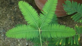 Küstüm Çiçeği Mimosa pudica [upl. by Oeht]