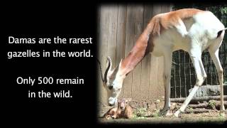 Dama Gazelle Calves Stotting at Smithsonian Conservation Biology Institute [upl. by Alak297]