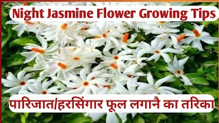 Night Jasmine Flower Growing Tips  पारिजातहरसिंगार फूल लगानै का तरिका [upl. by Aielam256]