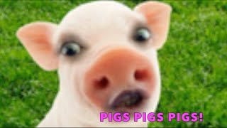 PIGS PIGS PIGS FOR KIDS [upl. by Lraep]