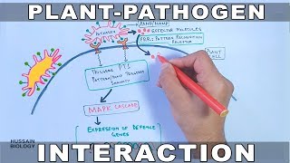 Plant Pathogen Interaction  Signalling [upl. by Wyatt]