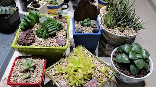 HAWORTHIA  How to Repot amp Propagate [upl. by Rothmuller396]