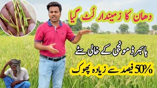 Empty grains issue in hybrid rice panicles  Reason behind low paddy grains yield Abid Ali Agrarian [upl. by Atinauj]