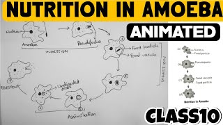 Nutrition In Amoeba  Life Processes  Class10 [upl. by Dielu]