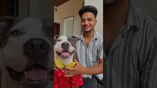 Pitbull dog❤️ ytshorts shortsfeed shorts shortsvideo [upl. by Karr]