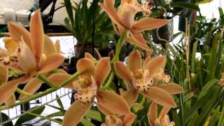 Cymbidium Orchid Update Easy Tips to Preventing Cymbidium Orchid Bud Blast amp Saving your Blooms [upl. by Gail]