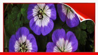 16 EyeCatching Varieties Of Hardy Geranium 🛋️ [upl. by Yenterb945]