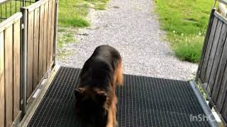 HundeTraining Gewöhnung an Gitterrost  JALUDOWIG HundeVideo [upl. by Tavy]