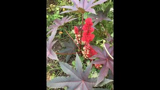 Castor Bean Plant Profile [upl. by Lewap]