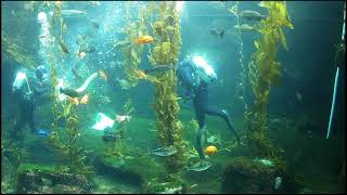 Birch Aquarium Giant Kelp Cam Feeding [upl. by Lakim]