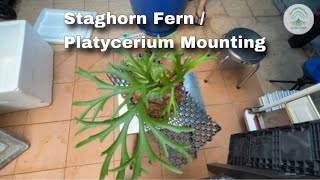 Staghorn Fern  Platycerium Mounting on drainage cell [upl. by Semela808]