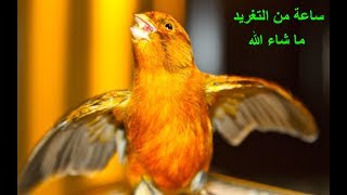 1 ساعة من تغريد الكناري ما شاء الله 2018 CANARi [upl. by Ijan]