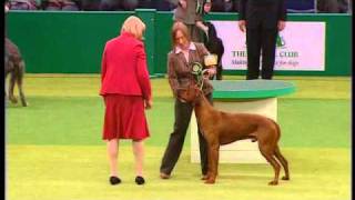 Rhodesian Ridgeback BOB Crufts 2007wmv [upl. by Haff656]