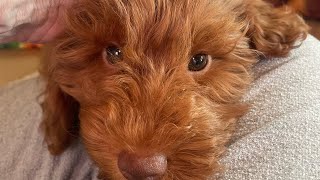 Available Red Petite Goldendoodle male with chocolate nose [upl. by Veronika]