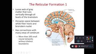 BIOL 214 Midbrain amp Reticular Formation Ch 14 Part 5 [upl. by Aivlys]