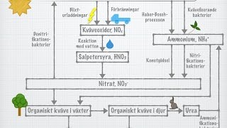 Kvävets kretslopp gammal [upl. by Dnarb]