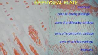 EPIPHYSEAL PLATE [upl. by Akimahc]