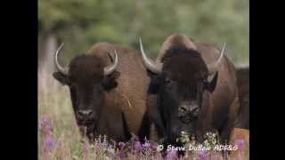 Wood Bison Field Identification [upl. by Jennee]