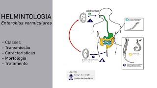 Helmintologia  Enterobius vermiculares Oxiúros [upl. by Alba]