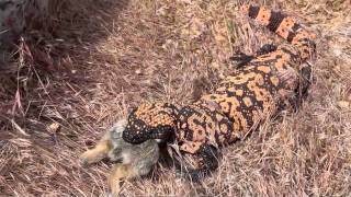 Gila Monster Eating Rabbitm4v [upl. by Audrye]